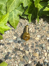 Titanium / Aluminum Lever Adjusters (Single)